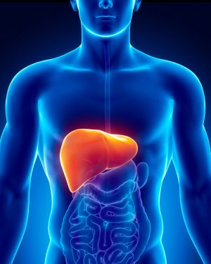 Effects of steroid use on the liver