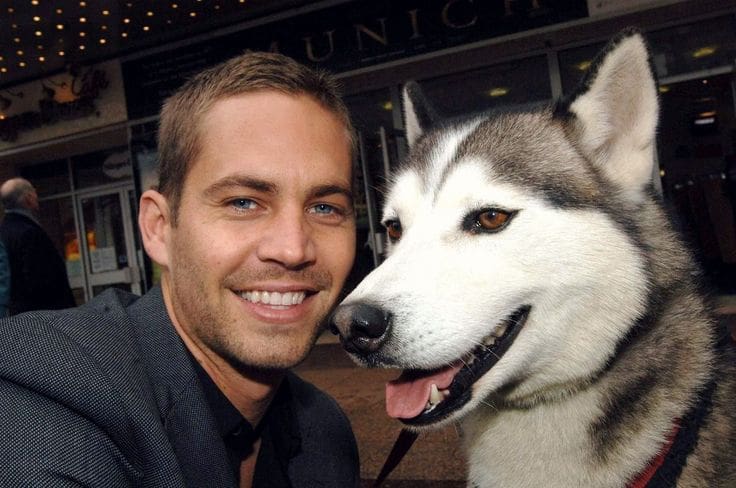 paul-walker-dog.jpg